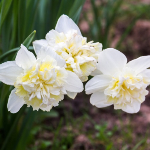 Daffodil Bulbs - Ice King